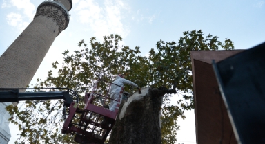 Bursa’nın asırlık çınarı koruma altına alındı