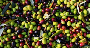 Bursa ve Balıkesir bölgesi 130 bin ton zeytin üretecek