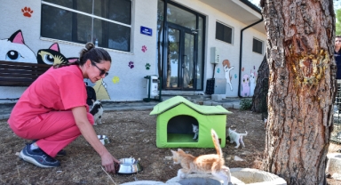 Büyükşehir’den can dostlara şefkat eli
