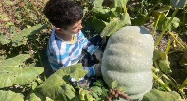 Çiftçi 40 kiloluk kabakları taşımakta zorlandı