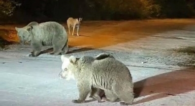 Dağcılar ayılarla burun buruna geldi