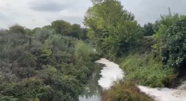 Gemlik Körfezi'nde kirlilik endişeye yolaçıyor