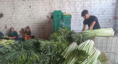 Kışlık ürünlerde hasat başladı