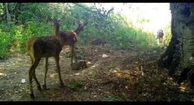Kızıl geyikler annelerinin peşinde fotokapana takıldı