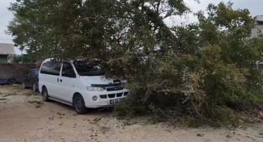 Lodos ağaçları ve elektrik direğini devirdi