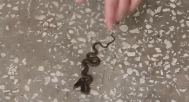 Okul koridorunda yılan paniği