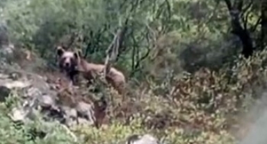 Orhaneli'de kaymakamlık uyardı: Dikkat ayı çıkabilir