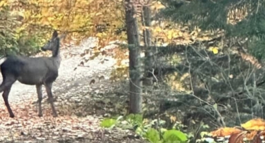 Orman sofrasında Kızıl Geyik öğle yemeğinde