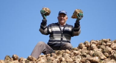 Pancar üretiminde düşüş şeker arzında sorun oluşturmayacak