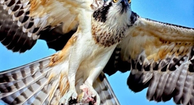 Uluabat'ta balık kartalı görüntülendi