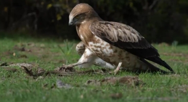 Yılan avcısı iş başında