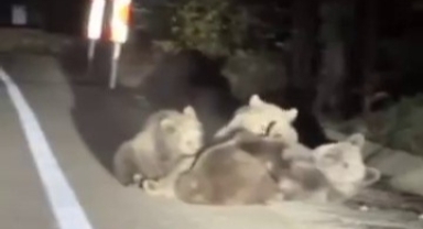 Anne ayı yavrularını emzirirken görüntülendi