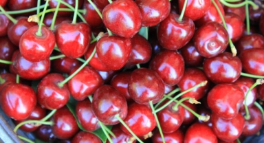 Dondurulmuş kirazda da dünya lideriyiz