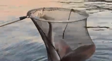 Gemlik Körfezi'nde balıkçılar köpek balığı yakaladı