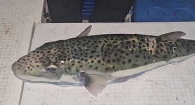 Gemlik Körfezi'ne kadar geldiler