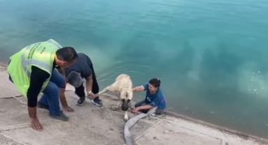 İki çocuklu anne Fırat'a düşen kangalı böyle kurtardı