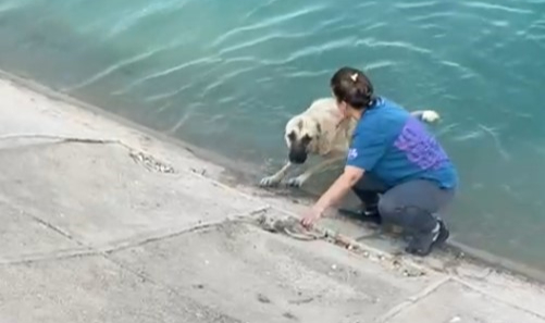 İki çocuklu anne Fırat'a düşen kangalı böyle kurtardı