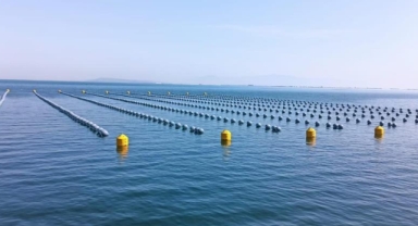 İstanbul'daki gıda zehirlenmesi ve kaçak midye gerçeği