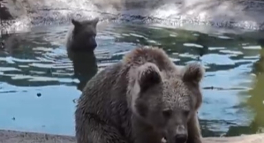Kış uykusundan önce son banyo