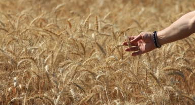 Küresel tahıl üretiminde tüm zamanların zirvesi geliyor