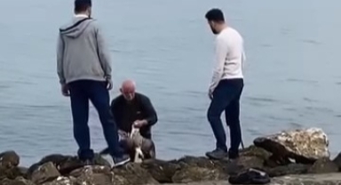 Mudanya'da oltaya takılan martıyı vatandaş kurtardı