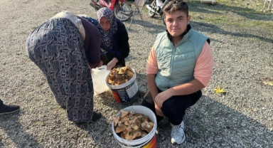 Okul harçlığını 