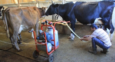 Şap yüzünden beside yüzde 30 kayıp tahmin ediliyor
