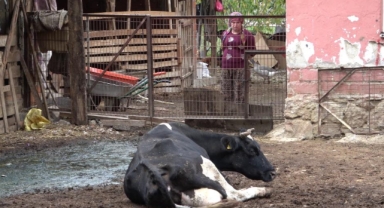 Şapa karşı en radikal koruma aşı