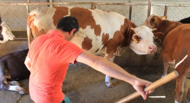 Şapa karşı 'hayvanlara küflü domates yedirmeyin uyarısı