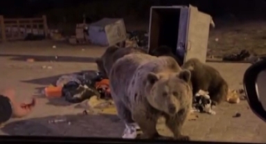 Uludağ’da ayı ailesini beslerken saldırıya uğradı