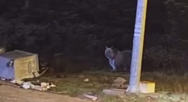 Uludağ'da kış uykusuna yatmayan ayılar ortalığı talan etti