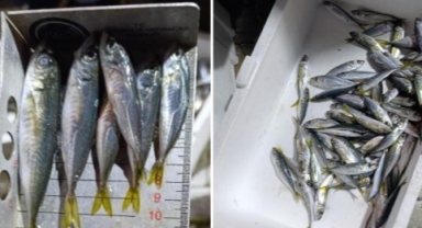 Balık hali'nde denetim yapıldı