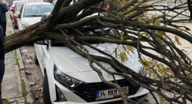 Bursa’da devrilen ağaç korku dolu anlar yaşattı