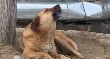 Bursa'da ezana uluyan sokak köpeği dikkat çekti