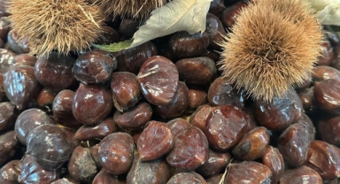 Bursa kestanesinin geleceği konuşuldu