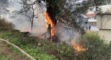 Çamlık alanda çıkan yangın büyümeden söndürüldü