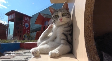 Evcil hayvan sahiplerine 