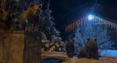 Kış uykusuna yatmayan ayılar böyle görüntülendi