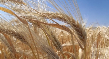 Kuraklık arpa ekimini artırdı