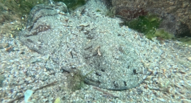 Marmara Denizi’nin ekolojik yapısı mercek altında