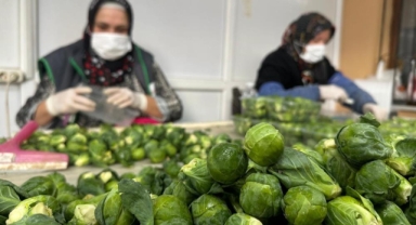 Rusya ve Hollanda'ya lahana İznik'ten gidiyor