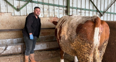 Şap hastalığına bir hayvanını daha verdi