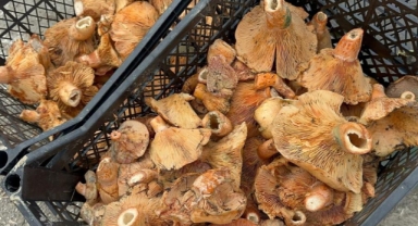 Yağmur yağdı fiyatı 300 liradan 100 liraya düştü