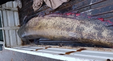 Yakalanan 65 kiloluk dev balık görenleri şaşkına çevirdi