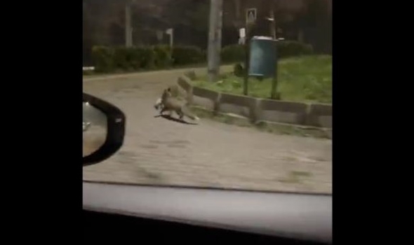 Bursa’da tilki ağzında kediyle sokakta görüntülendi