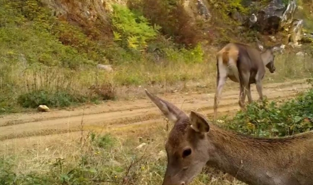 Bursa'nın kızıl geyikleri fotokapana takıldı