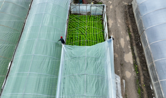 Lodostan zarar gören seralara Büyükşehir desteği
