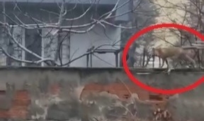 Sokak aralarında gezen tilki dikkat çekti