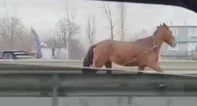 Başıboş at trafikte tehlike saçtı
