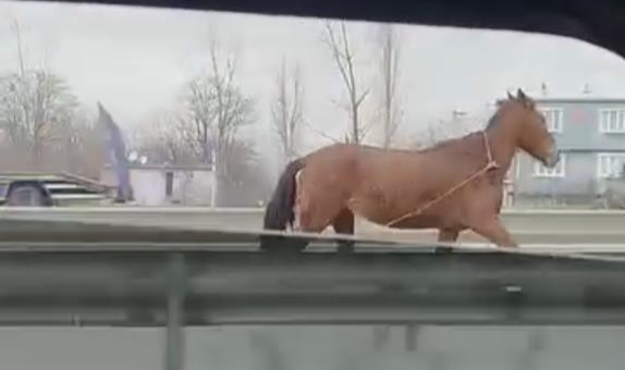 Başıboş at trafikte tehlike saçtı